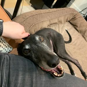 Meet your Posher, Leslie